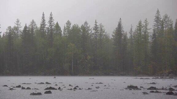 雨和风在湖边的森林里