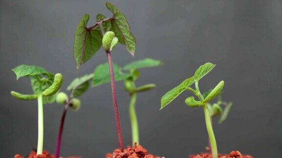 植物生长的时间