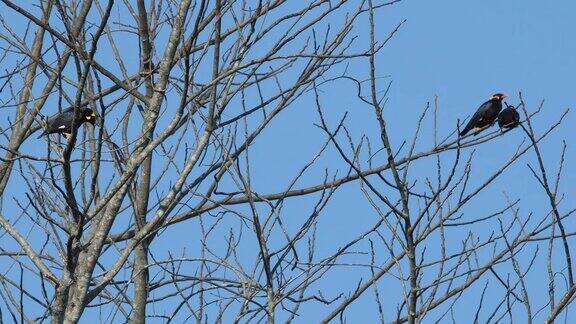 一群鸟坐在一棵树上