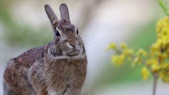 年轻的棉尾兔站在移动的嘴面对相机轻微风柔和的背景