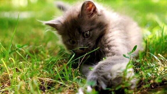 小猫在草地上玩耍