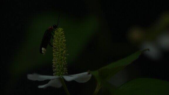 萤火虫萤火虫粘在树叶上拼命地发光