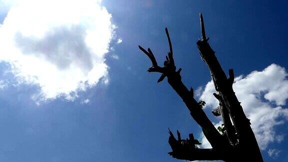 泰国普吉岛一棵树逆风而行
