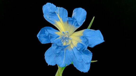 顶视图成长蓝色芽郁金香花令人惊叹的美丽盛开的植物在时间的推移可爱的浪漫和自然的背景婚礼装饰花在生长过程中特写4k情人节的爱