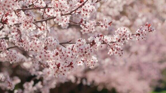 美丽的自然景观与杏树在阳光明媚的春天