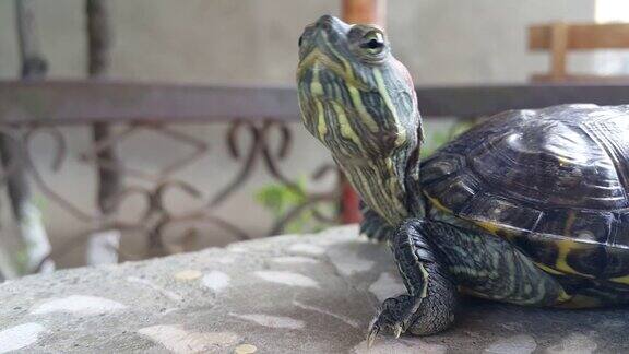 红耳龟爬行动物和水生动物