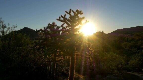 金色的晨光穿过沙漠中的仙人掌刺