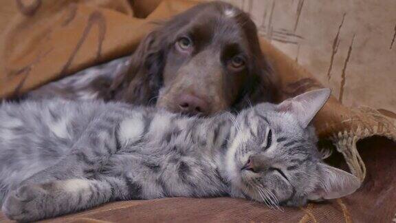 猫和狗一起睡在室内友情搞笑视频猫和狗
