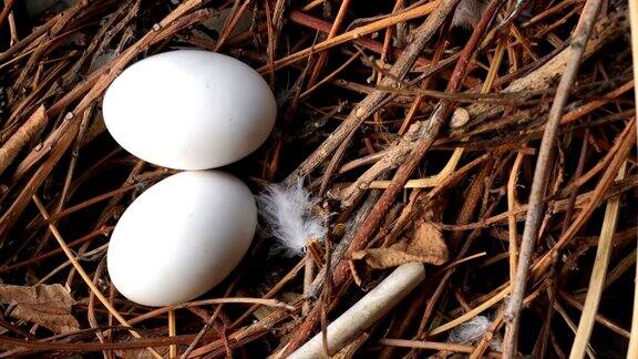 鸟蛋在巢里