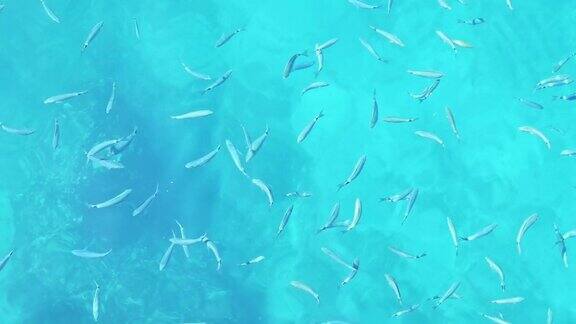 一群奇异的鱼在海里游泳在水面上等待食物俯视图