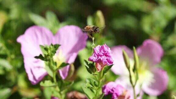 采蜜工蜂用小花采集花粉特写慢镜头