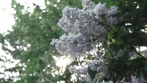 灌木丛上丁香花的近距离开花的枝树枝在阳光的映衬下随风摆动全高清视频240fps1080p
