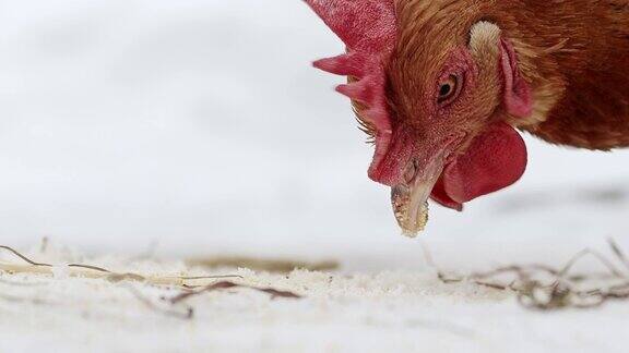 在阴天的冬天放养的母鸡在雪地里寻找食物