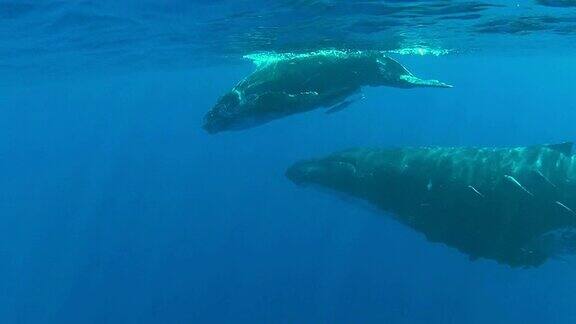 小座头鲸和它的母亲在水面下游泳