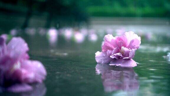 雨中花儿落在地上