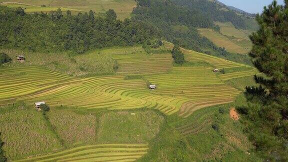 越南收获季节的稻田越南西北部的梯田