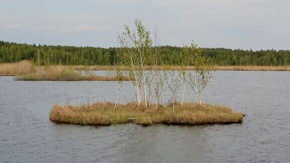 湖中间一个小岛上的树木