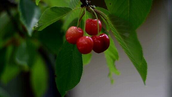 树枝上的浆果和樱桃
