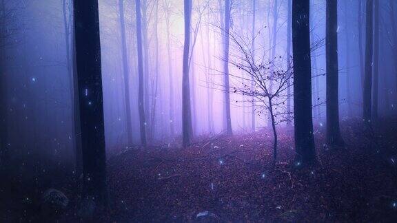 神秘的迷雾森林与萤火虫光的背景