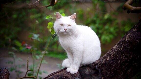 白猫坐在树干上