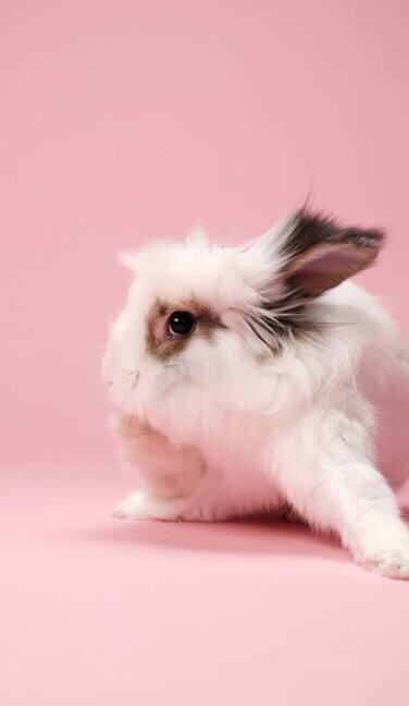 有趣的白色兔子与棕色的耳朵坐在粉红色的背景
