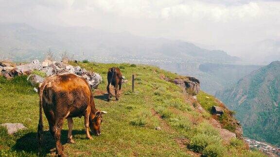 奶牛沿着峡谷悬崖在亚美尼亚山区