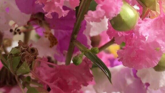 大叶紫薇在树上开花