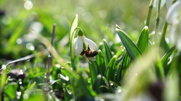 近景雪莲花盛开在森林的早春雪花莲林中的雪花莲在风中摇曳蜜蜂在春天的雪花莲上采集蜂蜜雪花莲