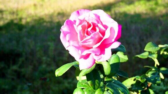 清晨的阳光照在花园的粉红色玫瑰上