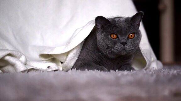 毯子下面的漂亮猫