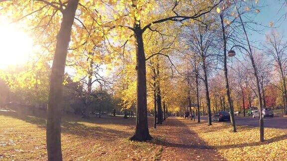 城市公园覆盖着黄秋叶