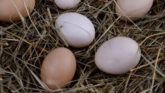 有机新鲜生鸡蛋放在干草中顺时针旋转