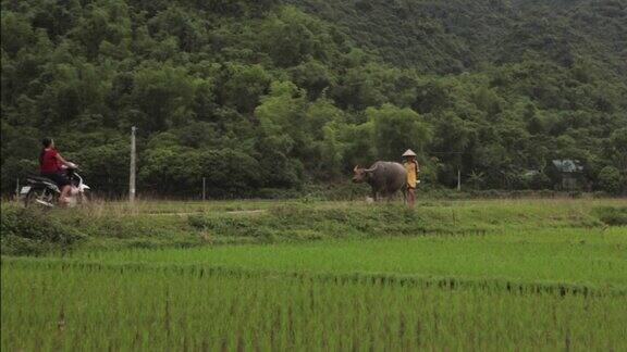 越南沙巴麦洲的农民在稻田里牵着牛走