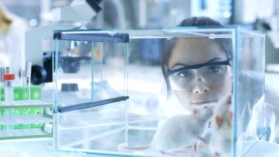 医学研究科学家检查实验室小鼠和在显微镜下观察组织样本她在一个灯光实验室工作
