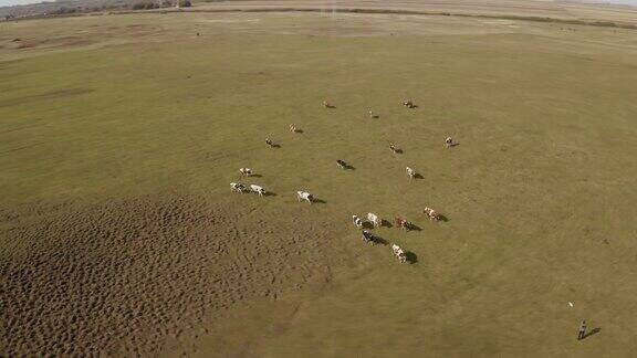 空中牛群在牧场上行走
