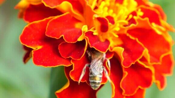 蜜蜂在金盏花上夏天宏观射击