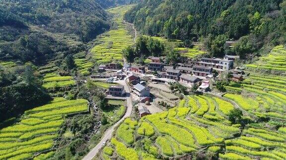 美丽的梯田油菜田