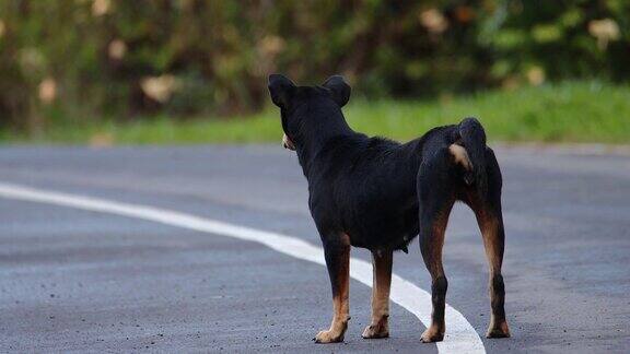 狗坐在乡村的柏油路上