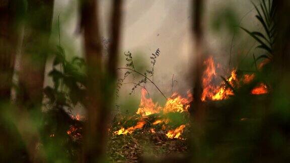 大火烧毁了森林