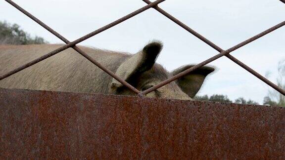 伊比利亚猪用鼻子隔着篱笆嗅