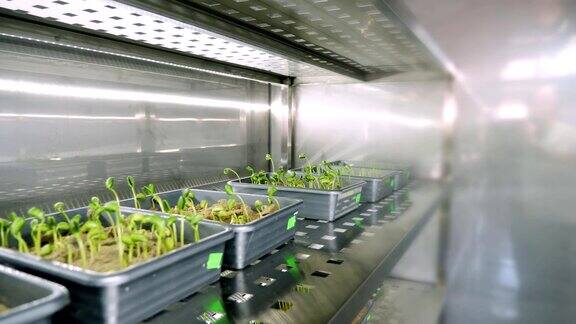 在土壤中在小盒子里在一个特殊空间的架子上在现代智能实验室中生长绿色嫩芽种植各种谷物种子育种作物