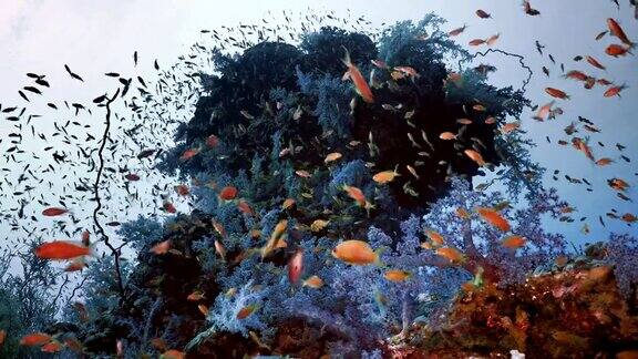 美丽的珊瑚礁景观在红海