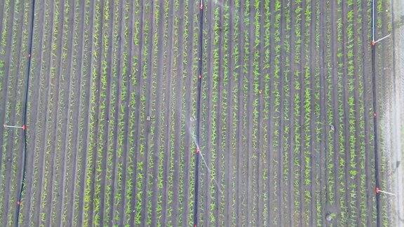 灌溉耕地的鸟瞰图