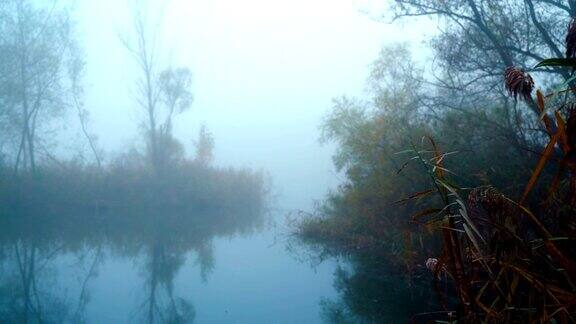 秋天的早晨池塘里的树叶、灌木和树木被雾覆盖着