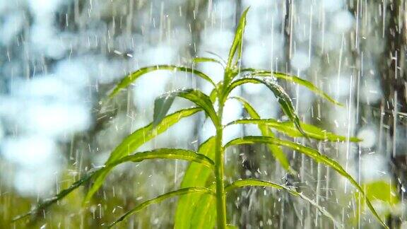 森林里的雨近距离的植物慢镜头250帧秒