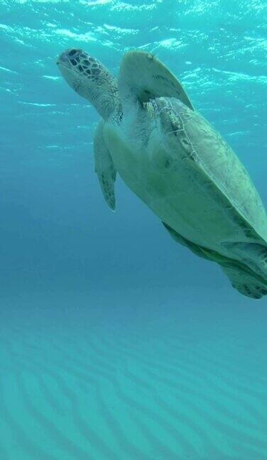 垂直视频:慢镜头海龟在蓝色的水中游起来吸了一口气躺在水面下绿海龟红海埃及