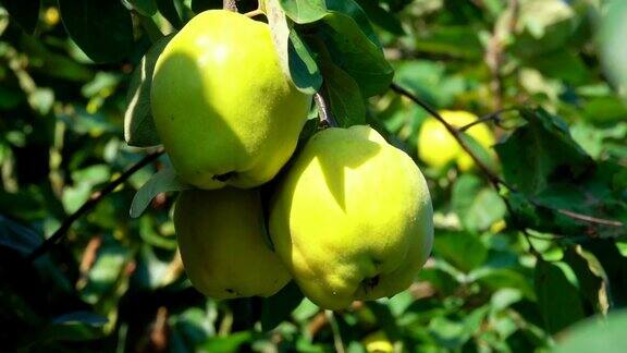 花园里树上成熟多汁的梨