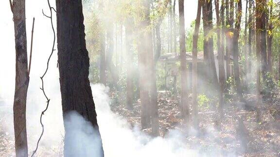 山上燃烧的大火在森林中飘浮着烟雾
