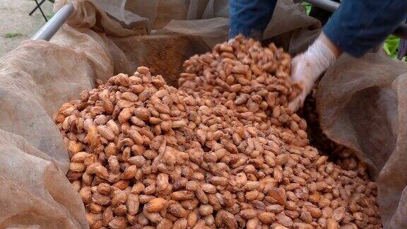 可可豆在木箱中发酵以发展巧克力的风味