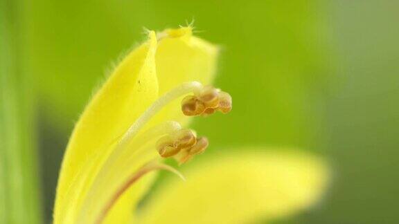 近距离观察黄色大天使植物的雄蕊